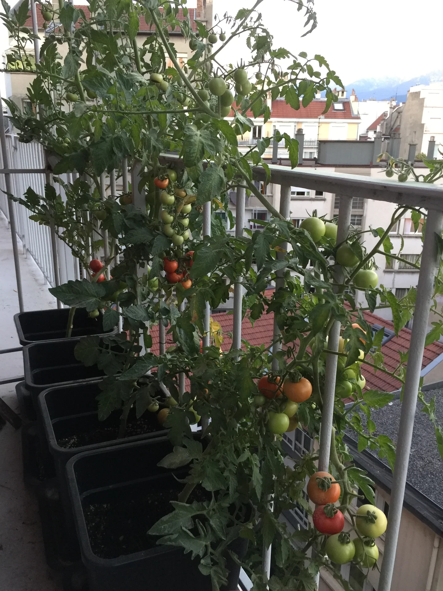 My army of tomatoes flourishing along with my experiments.